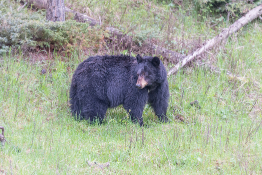 View of a black bear standing in a grassy meadow with trees and fallen branches in Yellowstone National Park United States. View of a black bear standing in a grassy meadow with trees and fallen branches in Yellowstone National Park United States.