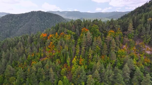 Aerial view of mountain forest in Vintileasca Romania.