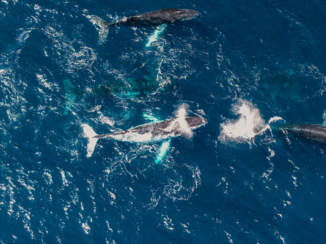 Aerial view of humpback whales swimming in the deep blue ocean near Long Reef Headland with some whales surfacing and creating splashes in Collaroy New South Wales Australia. Aerial view of humpback whales swimming in the deep blue ocean near Long Reef Headland with some whales surfacing and creating splashes in Collaroy New South Wales Australia.
