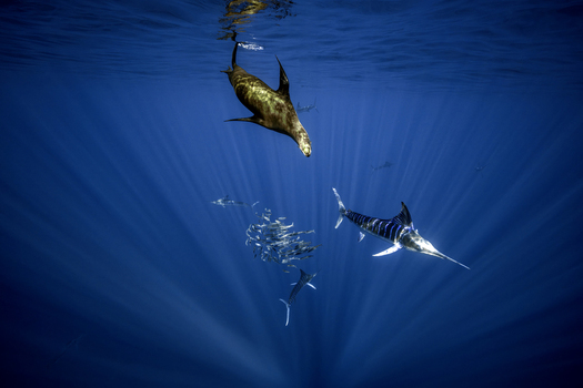 View of a sea lion and striped marlin hunting a bait ball of sardines in deep blue water with visible sun rays in Mexico.