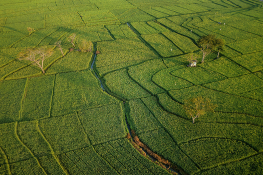 Aerial view of lush green rice terraces with irrigation channels and scattered trees in Nanggulan Special Region of Yogyakarta Indonesia.