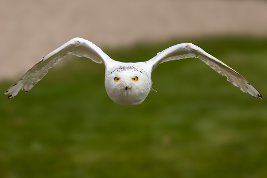 View of a snowy owl flying with its wings spread wide over a green field in Selestat Grand Est France.