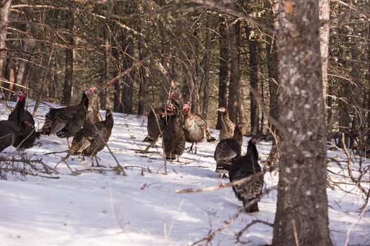 View of wild turkeys walking through a snowy forest with pine trees in the USA. View of wild turkeys walking through a snowy forest with pine trees in the USA.