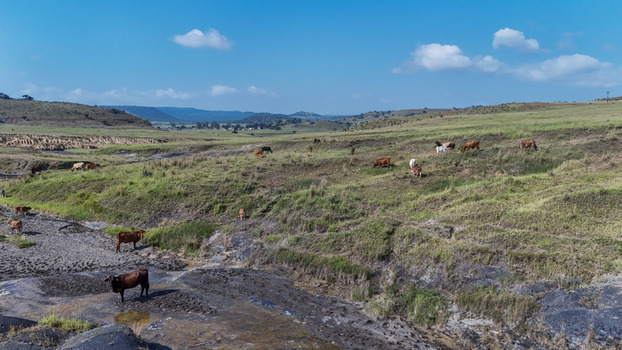 Aerial view of cattle grazing on green rolling hills under a clear blue sky in OR Tambo District Municipality Eastern Cape South Africa. Aerial view of cattle grazing on green rolling hills under a clear blue sky in OR Tambo District Municipality Eastern Cape South Africa.