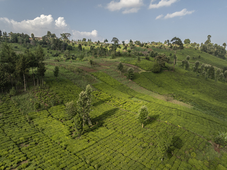 Aerial view of lush green tea plantations cascade down the rolling hills a vibrant tapestry under the vast African sky Nyeri Nyeri Kenya. Aerial view of lush green tea plantations cascade down the rolling hills a vibrant tapestry under the vast African sky Nyeri Nyeri Kenya.