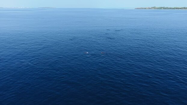 Aerial view of dolphins swimming in the deep blue ocean Maldives. Aerial view of dolphins swimming in the deep blue ocean Maldives.