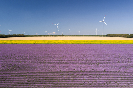 Aerial view of purple lavender fields yellow flowers and golden wheat under a clear blue sky with wind turbines in the background in Saints Constantine and Helena Varna Bulgaria.