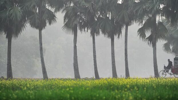 View of a man cycling past palm trees and mustard fields Bangladesh. View of a man cycling past palm trees and mustard fields Bangladesh.