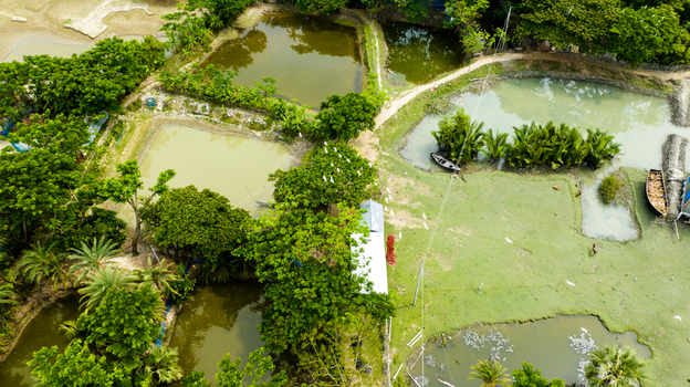Aerial view of fish ponds surrounded by lush green trees and vegetation with small boats and white birds in a rural landscape in Patharghata Barisal Division Bangladesh. Aerial view of fish ponds surrounded by lush green trees and vegetation with small boats and white birds in a rural landscape in Patharghata Barisal Division Bangladesh.