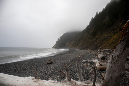 View of the rugged Lost Coast with driftwood on a dark pebble beach and misty forested cliffs in Humboldt County California United States.