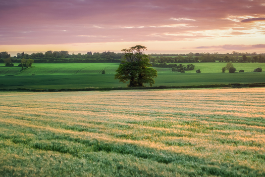 Aerial view of a lone tree standing in lush green and golden agricultural fields under a vibrant pink sunset sky in Oldtown County Dublin Ireland. Aerial view of a lone tree standing in lush green and golden agricultural fields under a vibrant pink sunset sky in Oldtown County Dublin Ireland.