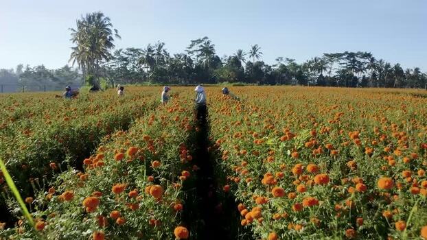 Aerial view of workers in a marigold field in Kecamatan Mengwi Indonesia.