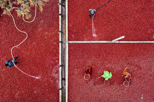 Bogura Bangladesh 10 March 2021 Aerial view of people cleaning and shorting red potatoes in Bogura Bangladesh.