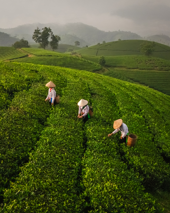 Aerial view of tea pickers wearing traditional conical hats working on the lush green slopes of Long Coc Tea Hill in Long Coc Phu Tho Vietnam.