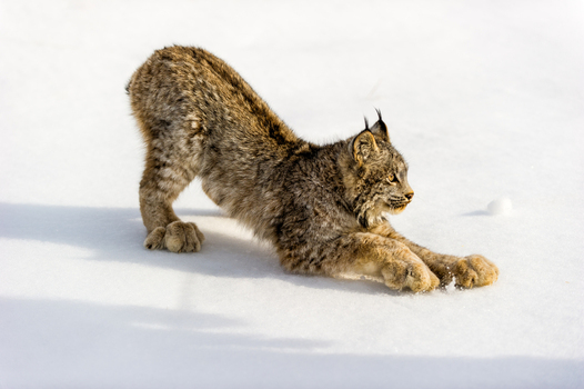 View of a Canada lynx stretching its body on a thick blanket of white snow in the USA. View of a Canada lynx stretching its body on a thick blanket of white snow in the USA.