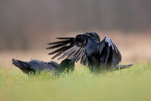 View of two black ravens interacting in a green grassy field with one bird spreading its wings in Debrzno Pomeranian Voivodeship Poland. View of two black ravens interacting in a green grassy field with one bird spreading its wings in Debrzno Pomeranian Voivodeship Poland.