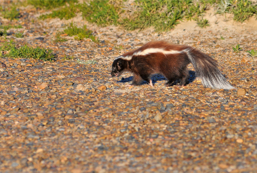 View of a Patagonian hog nosed skunk walking across a stony ground with sparse vegetation in Puerto Madryn Chubut Argentina. View of a Patagonian hog nosed skunk walking across a stony ground with sparse vegetation in Puerto Madryn Chubut Argentina.