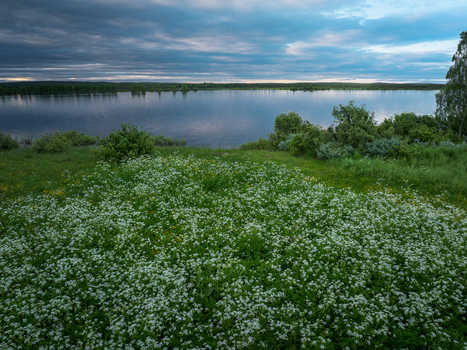 View of a field of white wildflowers blooming near a calm lake under a dramatic cloudy sky during the midnight sun in Sweden.