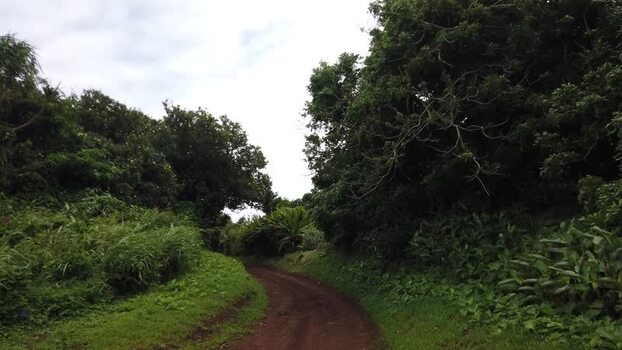 View of a dirt path through dense foliage Pitcairn Islands.