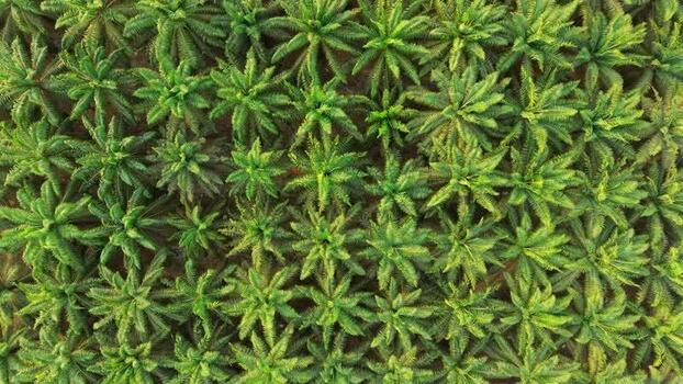 Aerial view of oil palm plantation in Anggana Indonesia. Aerial view of oil palm plantation in Anggana Indonesia.