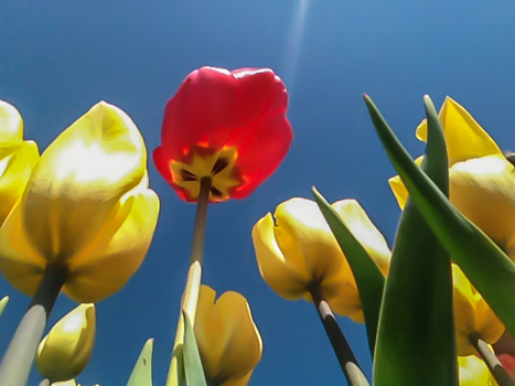 View of vibrant red and yellow tulips reaching towards a clear blue sky in a field in La Conner Washington United States.