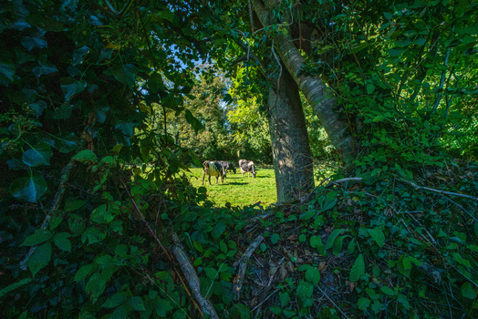 View of cows grazing in a lush green pasture framed by dense overhanging foliage and trees in Tregargus Valley Cornwall United Kingdom. View of cows grazing in a lush green pasture framed by dense overhanging foliage and trees in Tregargus Valley Cornwall United Kingdom.