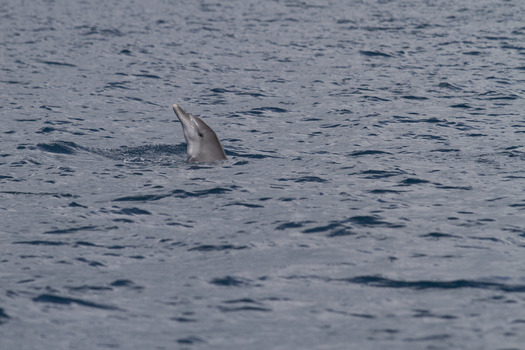 View of a dolphin poking its head above the surface of the blue ocean water near Tiwi Beach in Tiwi Wilaya ya Kwale Kenya. View of a dolphin poking its head above the surface of the blue ocean water near Tiwi Beach in Tiwi Wilaya ya Kwale Kenya.
