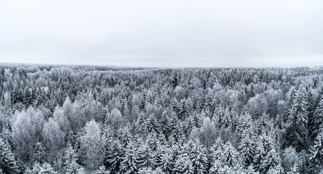 Aerial view of a dense forest covered in deep snow during winter in Latvia. Aerial view of a dense forest covered in deep snow during winter in Latvia.