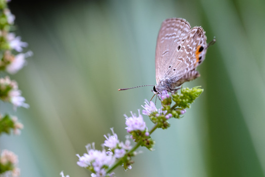 View of a Plains Cupid butterfly perched on a delicate purple flower spike with a soft green background in Egypt. View of a Plains Cupid butterfly perched on a delicate purple flower spike with a soft green background in Egypt.