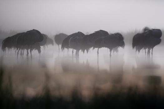 View of a flock of cranes standing in shallow water amidst thick morning mist in Debrzno Pomeranian Voivodeshi Poland.