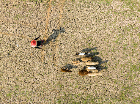 Aerial view of a lone figure in a red hat stands amidst the arid cracked earth herding cattle across the parched land Sirajganj Rajshahi Division Bangladesh. Aerial view of a lone figure in a red hat stands amidst the arid cracked earth herding cattle across the parched land Sirajganj Rajshahi Division Bangladesh.