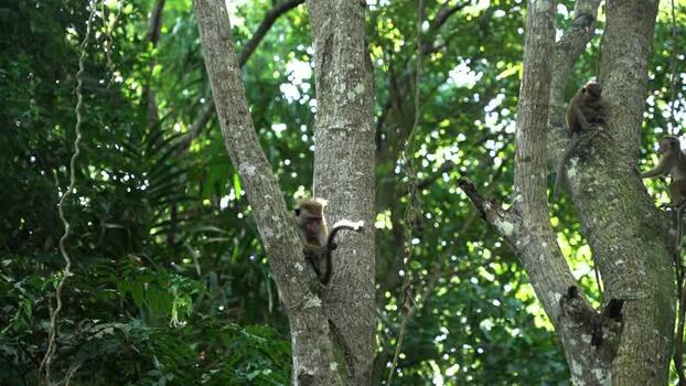 View of toque macaque monkeys climbing on tree trunks Sri Lanka. View of toque macaque monkeys climbing on tree trunks Sri Lanka.