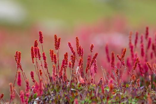 View of vibrant red wildflowers blooming in a lush alpine meadow in Neelum Valley Neelum Kashmir Pakistan. View of vibrant red wildflowers blooming in a lush alpine meadow in Neelum Valley Neelum Kashmir Pakistan.