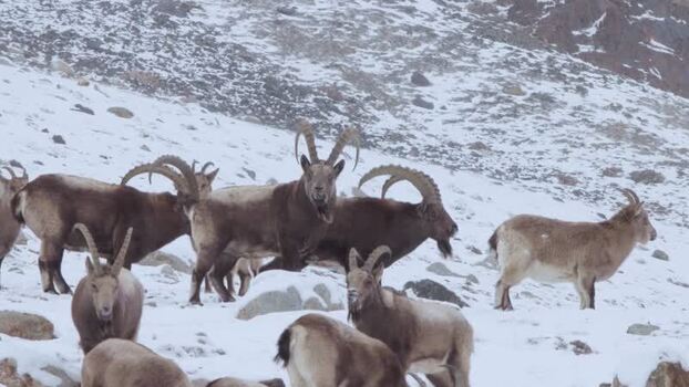 View of Himalayan Ibex in Khunjerab National Park Pakistan. View of Himalayan Ibex in Khunjerab National Park Pakistan.