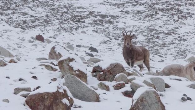 View of a wild goat in Khunjerab National Park Pakistan. View of a wild goat in Khunjerab National Park Pakistan.