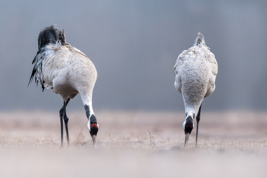 View of two common cranes foraging in a field in Debrzno Pomeranian Voivodeship Poland.