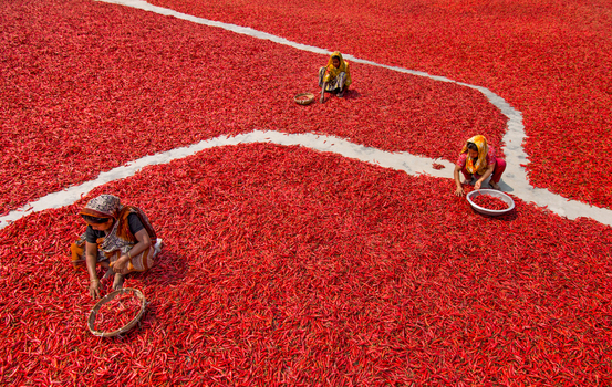 Bogura Bangladesh 12 March 2018 View of women workers sorting and drying red chili peppers on a vast field under the sun. Bogura Bangladesh 12 March 2018 View of women workers sorting and drying red chili peppers on a vast field under the sun.