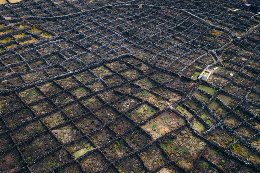 Aerial view of the traditional stone wall vineyards known as currais with their unique grid pattern on volcanic soil in Biscoitos Azores Portugal. Aerial view of the traditional stone wall vineyards known as currais with their unique grid pattern on volcanic soil in Biscoitos Azores Portugal.