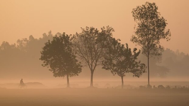 View of a cyclist riding through misty trees at sunrise Bangladesh. View of a cyclist riding through misty trees at sunrise Bangladesh.