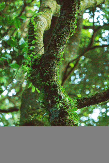 View of a moss covered tree trunk with climbing vines in a lush forest in Costa Rica.