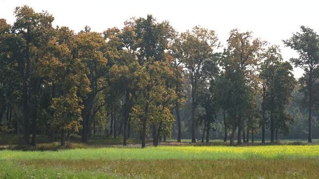 View of a lush forest bordering a cultivated field in Nepal.