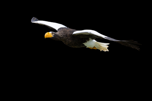 View of a Steller s sea eagle soaring with its large wings spread wide against a solid black background in Selestat Grand Est France.