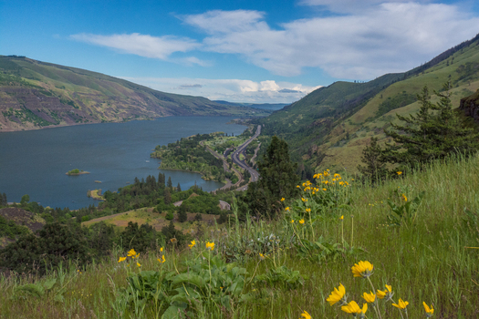 View of the Columbia River Gorge near Hood River with lush green hills yellow wildflowers and a winding highway along the riverbank under a blue sky Hood River Oregon United States.