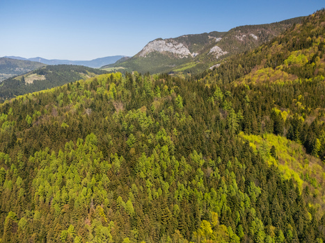 Aerial view of dense green forests covering rolling hills and mountain peaks under a clear blue sky Zilina Region Slovakia.