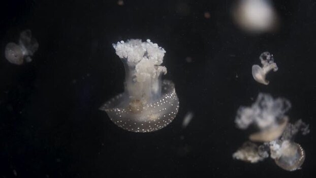 View of spotted jellyfish swimming in dark water Spain.