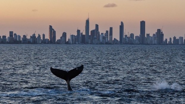 Surfers Paradise Australia 15 August 2026 Aerial view of a humpback whale tail breaching in the ocean with the Surfers Paradise skyline and Skyline North Tower 2 at sunset.