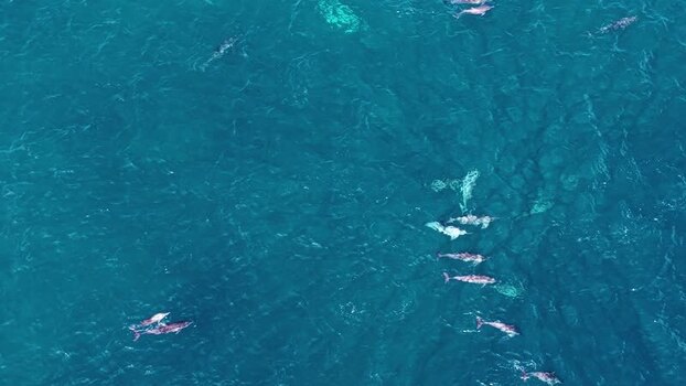 Aerial view of a pod of dolphins in the ocean Maldives.
