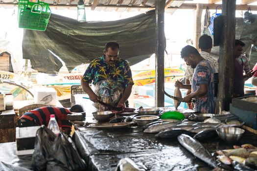 Sri Lanka 04 February 2026 View of fishmongers cleaning and cutting fresh fish at a local outdoor market stall with fishing boats in the background.