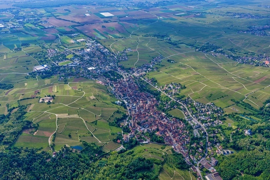 Aerial view of the historic town of Ribeauville nestled among vast green vineyards and rolling hills in the Alsace region Ribeauville Grand Est France. Aerial view of the historic town of Ribeauville nestled among vast green vineyards and rolling hills in the Alsace region Ribeauville Grand Est France.