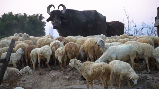 View of a water buffalo and sheep in a rural field Nepal.